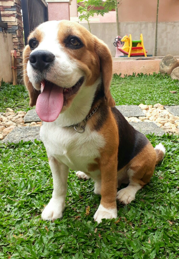 Beagle stud service (Summit), Lifestyle Services, Pet Care Services on