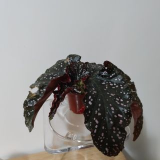 （分類：）位於 。 由 kinpaph 提交（商品編號 1074157366，圖片 1）。簡介： 。