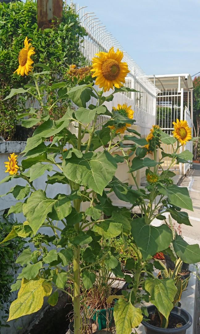 Bibit Bunga Matahari Jumbo Perkebunan Di Carousell