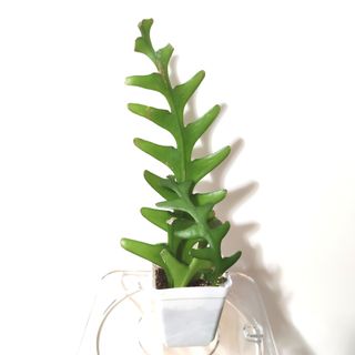 （分類：）位於 。 由 kinpaph 提交（商品編號 1074164697，圖片 1）。簡介： 。