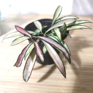 （分類：）位於 。 由 kinpaph 提交（商品編號 1074161018，圖片 1）。簡介： 。