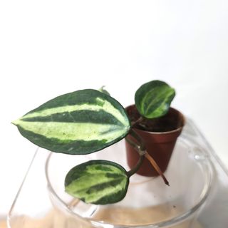 （分類：）位於 。 由 kinpaph 提交（商品編號 1074173401，圖片 1）。簡介： 。