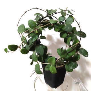 （分類：）位於 。 由 kinpaph 提交（商品編號 1074161538，圖片 1）。簡介： 。