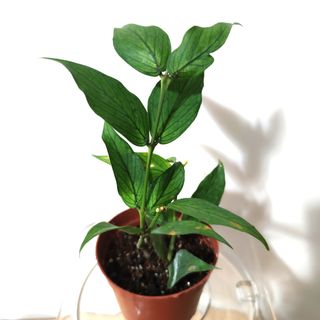 （分類：）位於 。 由 kinpaph 提交（商品編號 1074160514，圖片 1）。簡介： 。