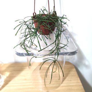 （分類：）位於 。 由 kinpaph 提交（商品編號 1074173892，圖片 1）。簡介： 。