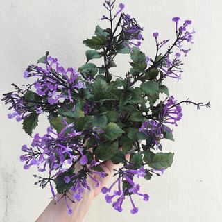 (Category: ) located in . Submitted by plantetc (Listing ID 1074171040, Image 1). Description: .