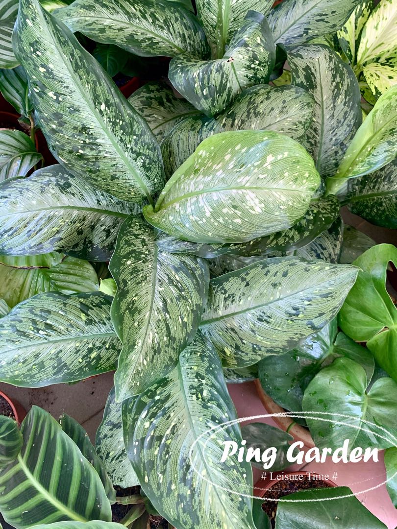 Real Plant Dieffenbachia Silver Dumb Cane Home Furniture Gardening On Carousell