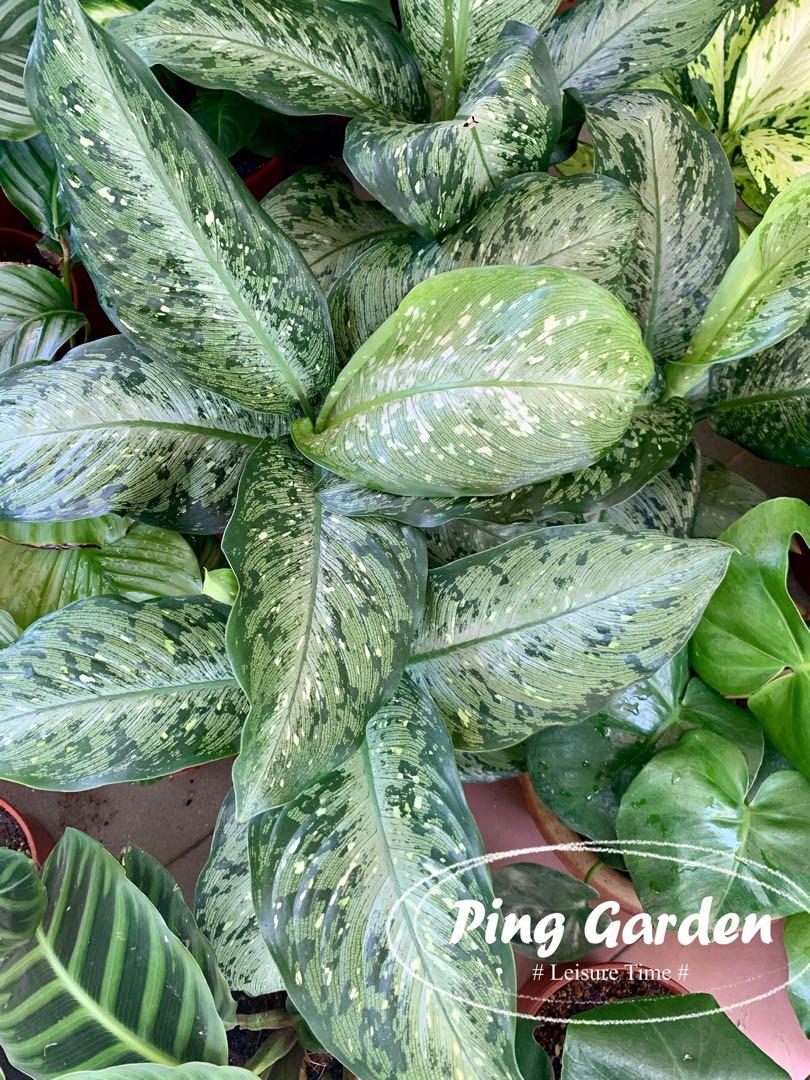 Real Plant Dieffenbachia Silver Dumb Cane Home Furniture Gardening On Carousell