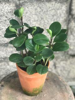 豆盆栽 傢俬 家居 Carousell Hong Kong