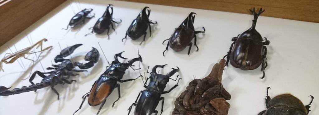 代辦昆蟲標本製作 E G 甲蟲 甲蟲蛹 蝎子 Free Items Carousell