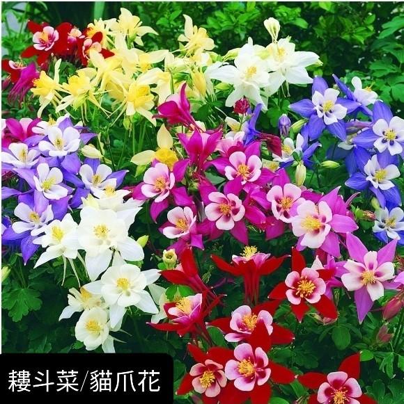 耬斗花 貓爪花種子 54 Aquilegia Seeds 傢俬 家居 Gardening Plants Carousell