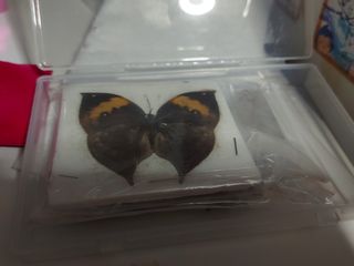 （分類：）位於 。 由 pan369 提交（商品編號 1080680070，圖片 1）。簡介： 。