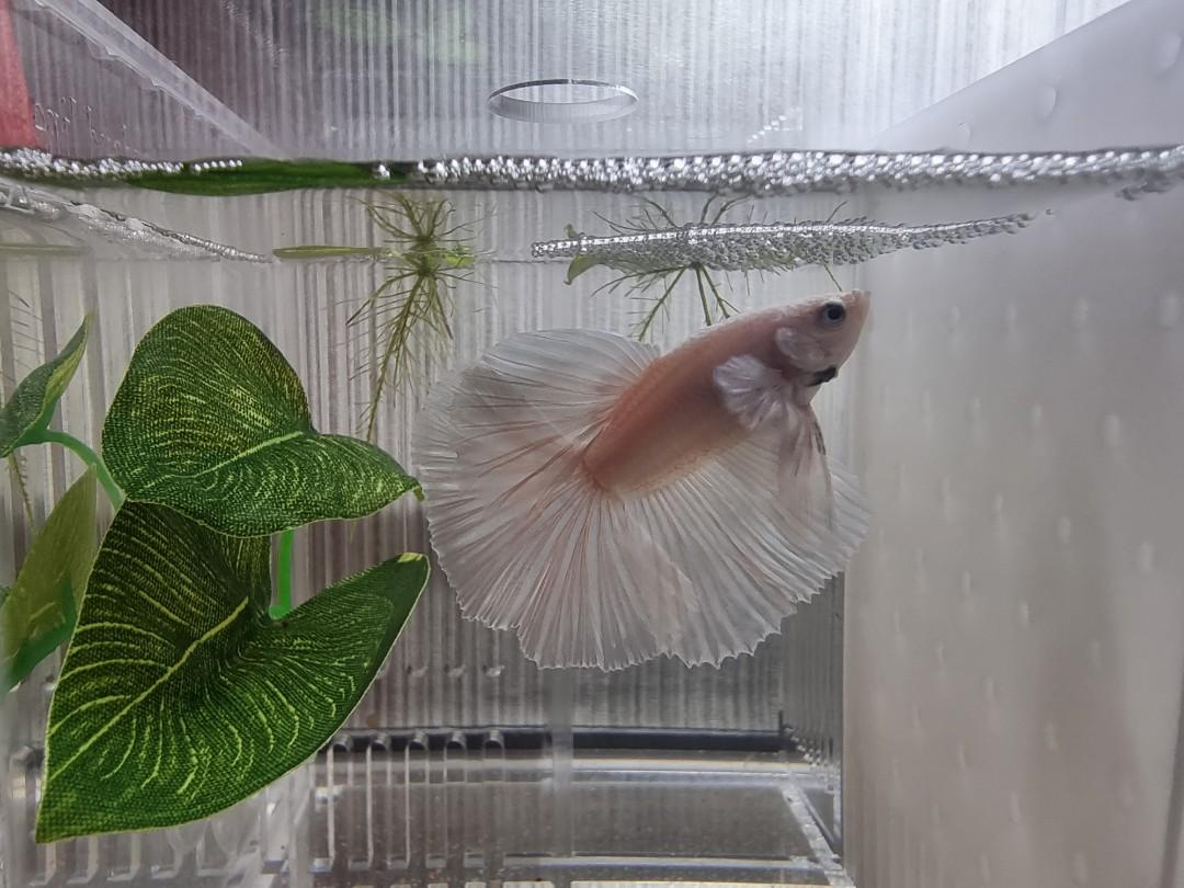 Betta fish resting leaves. Pet Supplies Homes Other Pet