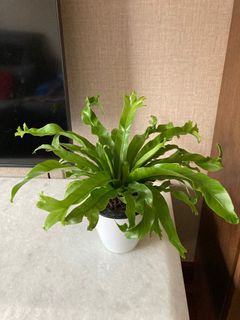 （分類：）位於 。 由 kinseyfan 提交（商品編號 1080688111，圖片 1）。簡介： 。