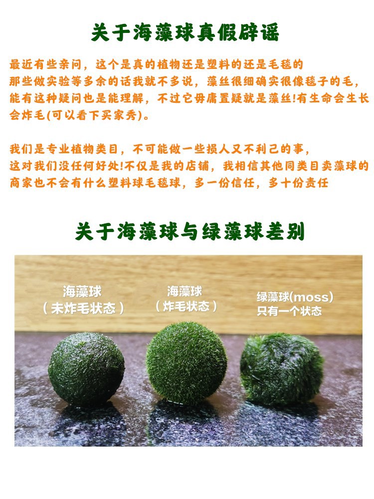 Japanese Marimo Moss Ball Pet Supplies For Fish Fish Tank Accessories On Carousell