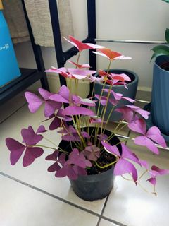 (Category: ) located in . Submitted by alwaysbe8 (Listing ID 1080658741, Image 1). Description: .