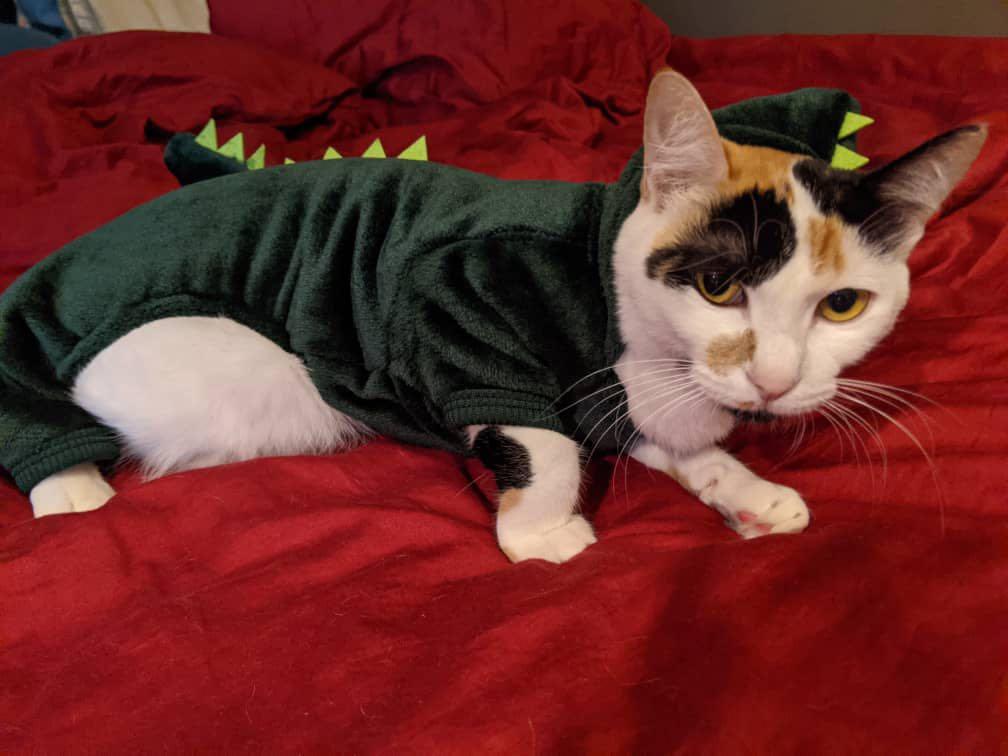 Pet costume Dinosaur (fit small size cat / dog), Pet Supplies, Pet 
