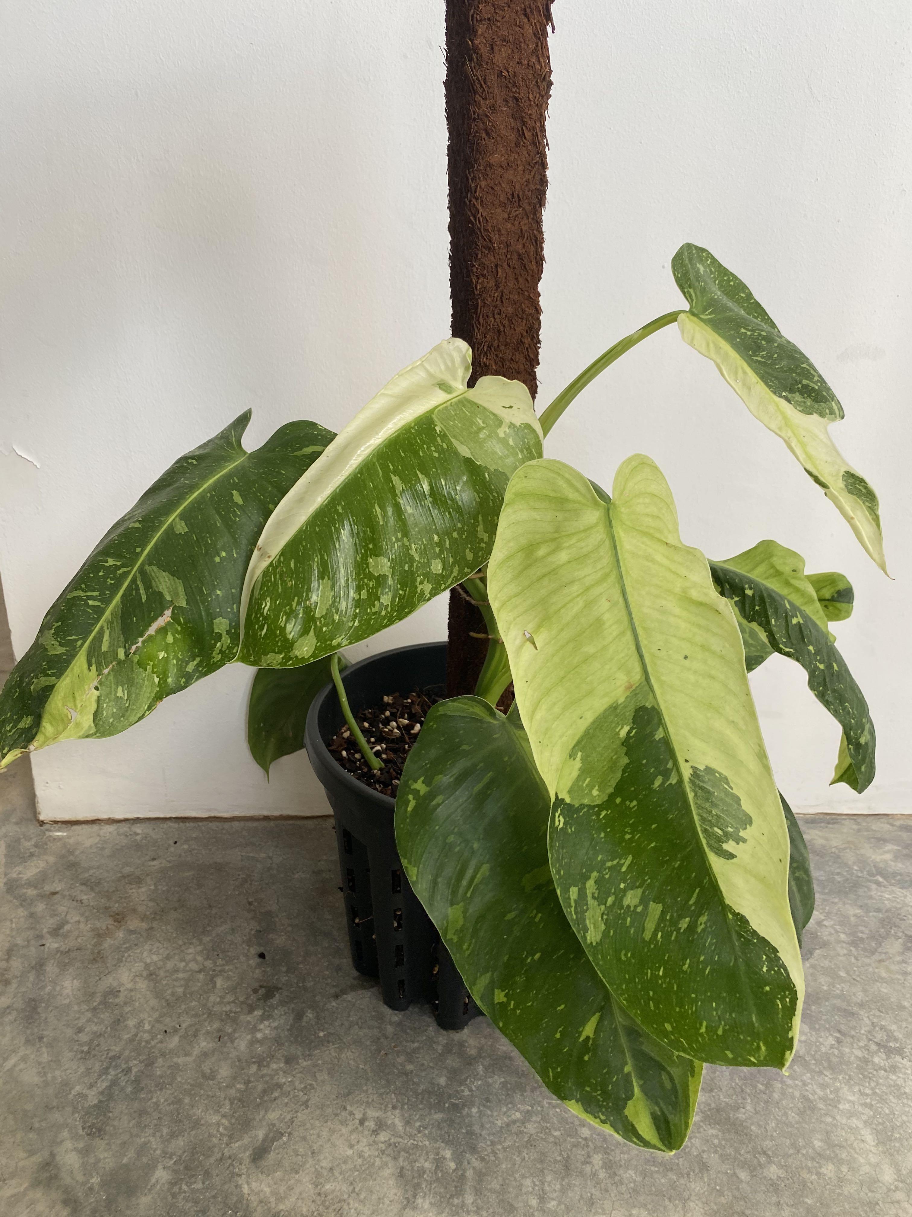 Philodendron Jose Buono Furniture Home Living Gardening Plants Seeds On Carousell