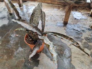 Sansevieria kirkii coppertone ( snake plant)
