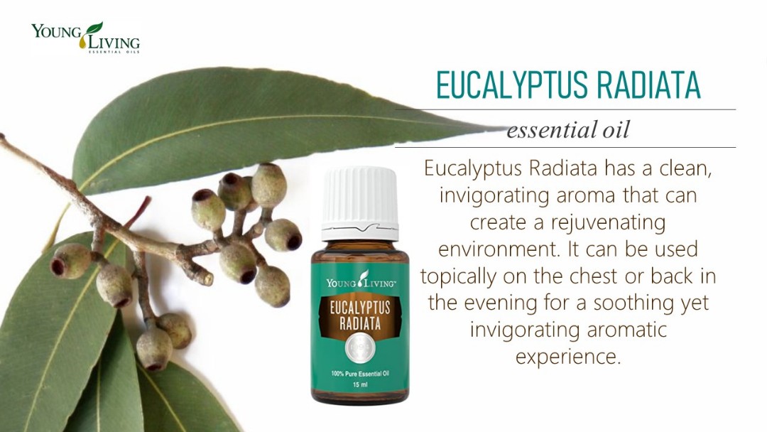 Young Living YL Eucalyptus Radiata 100% Pure Essential Oil 15ml, Health &  Beauty, Perfumes, Nail Care, & Others on Carousell
