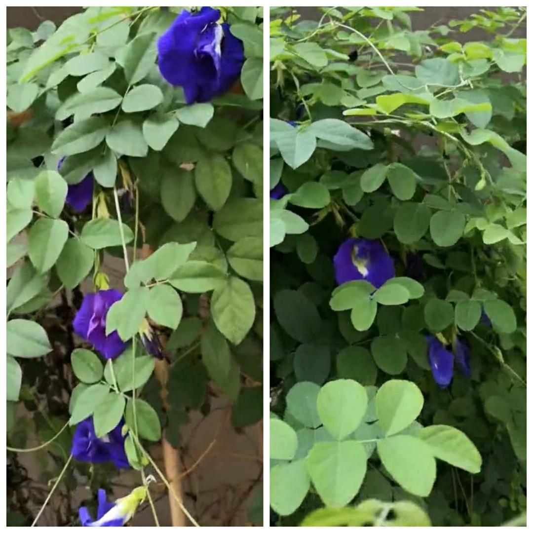 種子 染色食用花蝶豆花10粒butterfly Pea Clitoria Ternatea 10 Seeds 傢俬 家居 園藝 植物及種子 Carousell