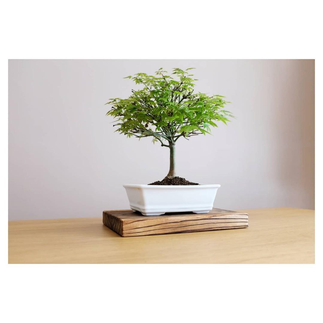 清姫楓葉盆栽盆景辦公室植物迷你盆栽擺設山紅葉 傢俬 家居 家居裝飾 人工植物盆栽 Carousell