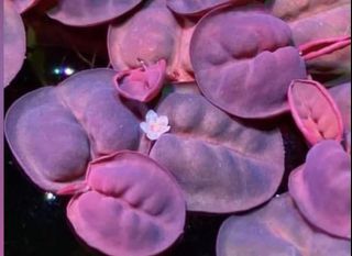 浮萍吸no3 除n03 紅綠毛丹水草 傢俬 家居 Gardening Plants Carousell