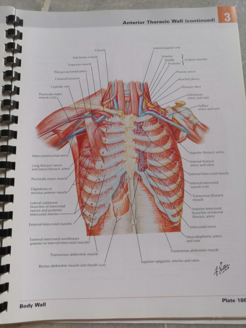 thoracic duct netter