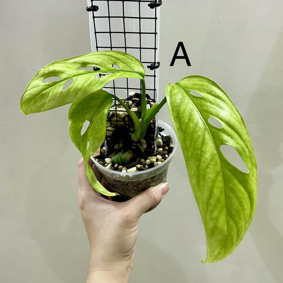 Monstera Esqueleto, Furniture & Home Living, Home Decor Accessories,  Artificial Plants & Flowers on Carousell