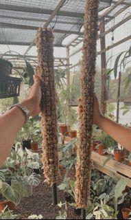 Moss Poles (extendable & specialised pots)