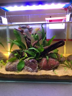 (Category: ) located in . Submitted by wall_t (Listing ID 1080942654, Image 1). Description: .