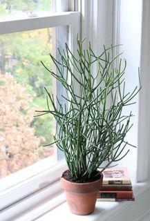 Pencil Cactus, Euphorbia tirucalli