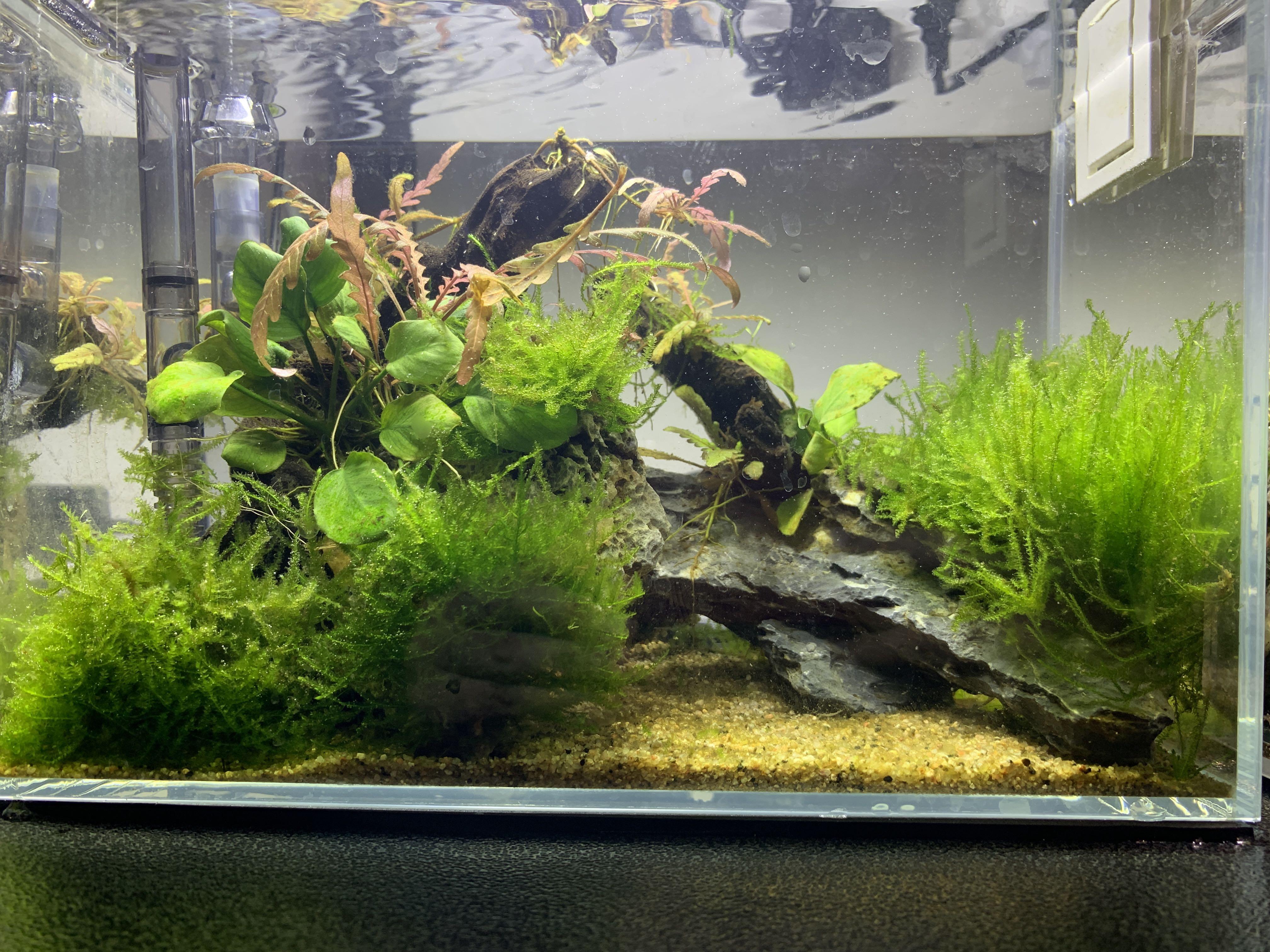 迷你水草缸魚缸 歡迎查詢 傢俬 家居 Gardening Plants Carousell 迷你水草缸魚缸 歡迎查詢 傢俬 家居 Gardening Plants Carousell