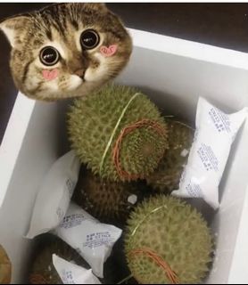 （分類：）位於 。 由 katacheung 提交（商品編號 1081109023，圖片 1）。簡介： 。