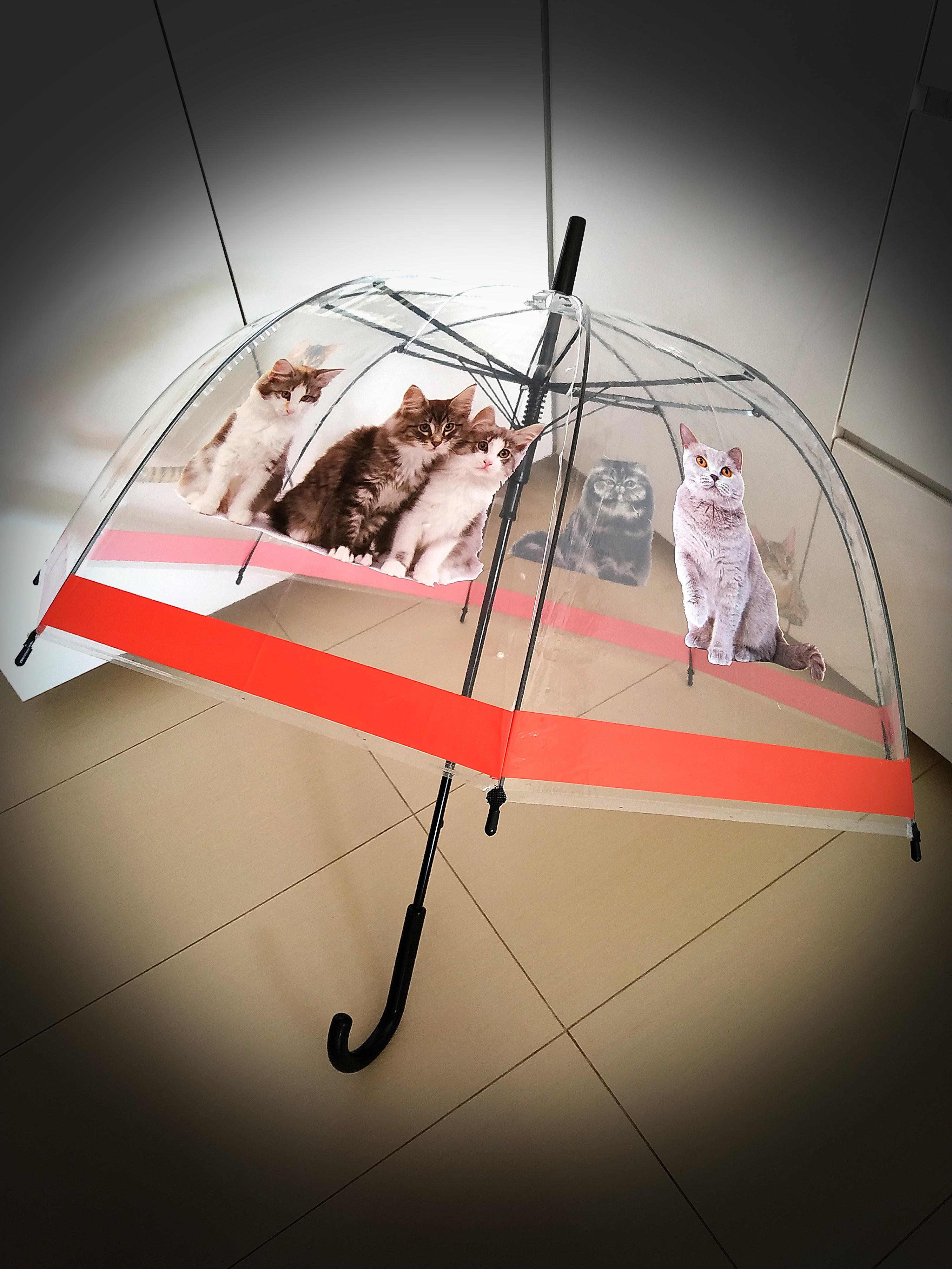brand new cat print clear dome umbrella royal canin limited edition everything else on carousell