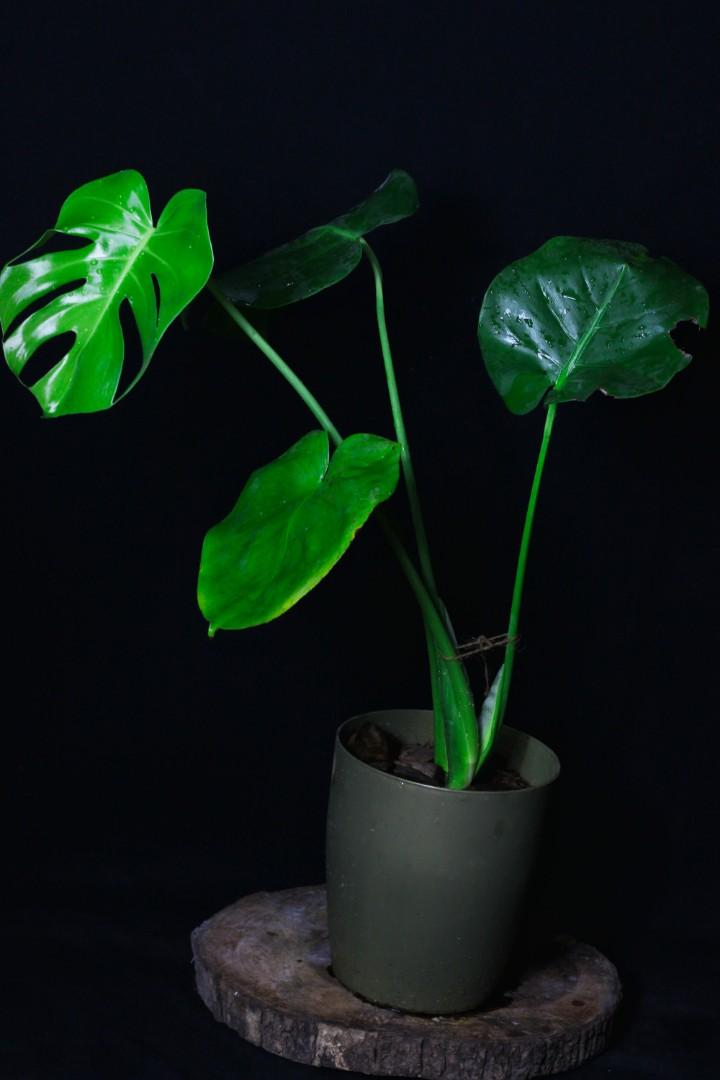 Monstera Deliciosa (Category: Plants & Seeds) located in Taguig. Submitted by fernandcraft (Listing ID 1081199689, Image 1). Description: Monstera Deliciosa When placed in the right environment, Monsteras are easy to care for and fast-growing—so give it some space to spread out, make a statement, and thrive! As the Monstera grows, its leaves will develop long ribbons and holes, resembling swiss cheese, giving it a distinct, graphic appearance. Th