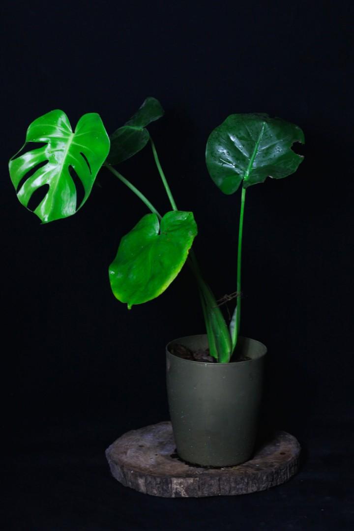 Monstera Deliciosa (Category: Plants & Seeds) located in Taguig. Submitted by fernandcraft (Listing ID 1081199689, Image 2). Description: Monstera Deliciosa When placed in the right environment, Monsteras are easy to care for and fast-growing—so give it some space to spread out, make a statement, and thrive! As the Monstera grows, its leaves will develop long ribbons and holes, resembling swiss cheese, giving it a distinct, graphic appearance. Th