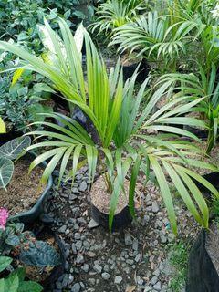Palmera palm