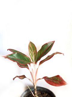 Aglonema Red Lipstick