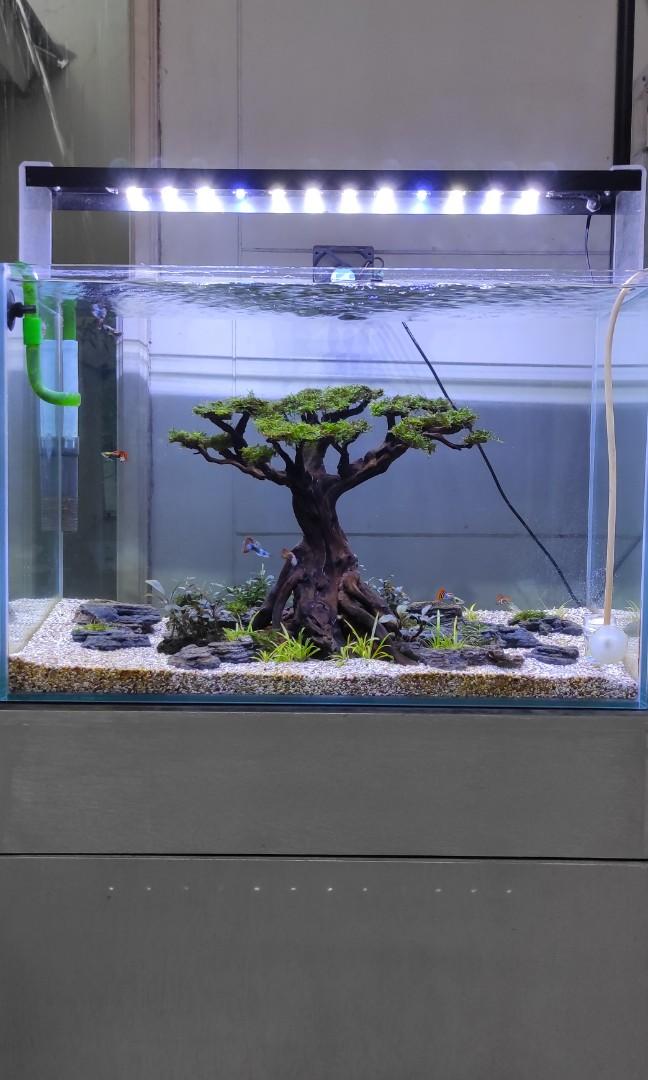 Aquascape Natural Perlengkapan Hewan Aksesoris Hewan Di Carousell
