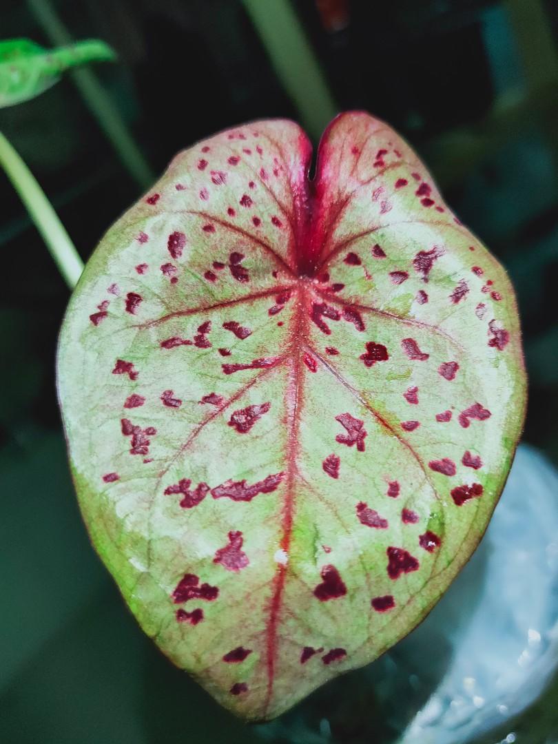 Caladium Keladi Thai Premium Leopard Home Furniture Gardening On Carousell