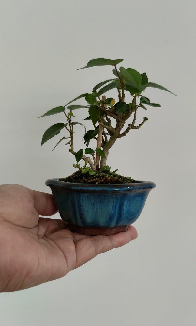 黄槿盆栽台湾Hibiscus tiliaceus, Furniture & Home Living, Gardening, Plants ...