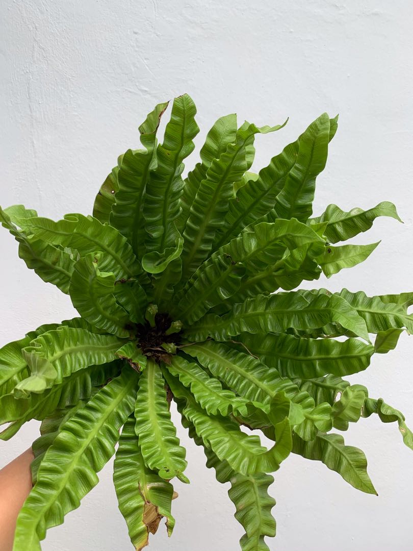 Lasagne Fern, Furniture & Home Living, Gardening, Plants & Seeds on ...