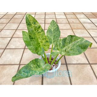 （分類：）位於 。 由 sweet_flora 提交（商品編號 1081295498，圖片 1）。簡介： 。