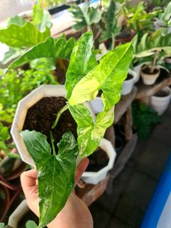 (Category: ) located in . Submitted by graceboniao (Listing ID 1081228383, Image 1). Description: .