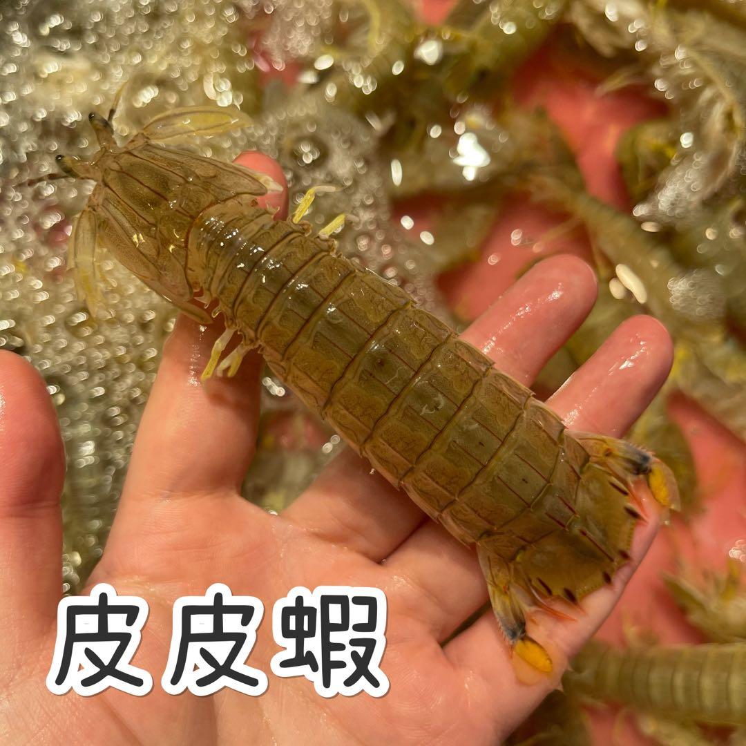 皮皮蝦瀨尿蝦 48 斤 嘢食 嘢飲 包裝食品 Carousell