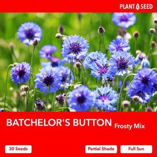 Batchelor's Button Flower Seeds [30 Seeds]