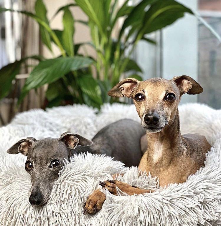 Calming Pet Bed • AntiAnxiety Dog Bed, Pet Supplies, Homes & Other Pet