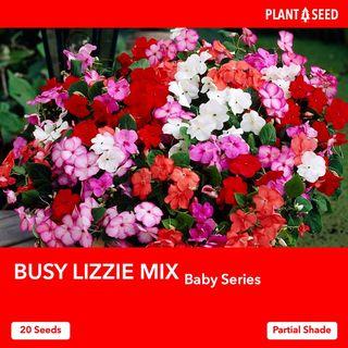 Impatiens / Busy Lizzie Flower Seeds [20 Seeds]