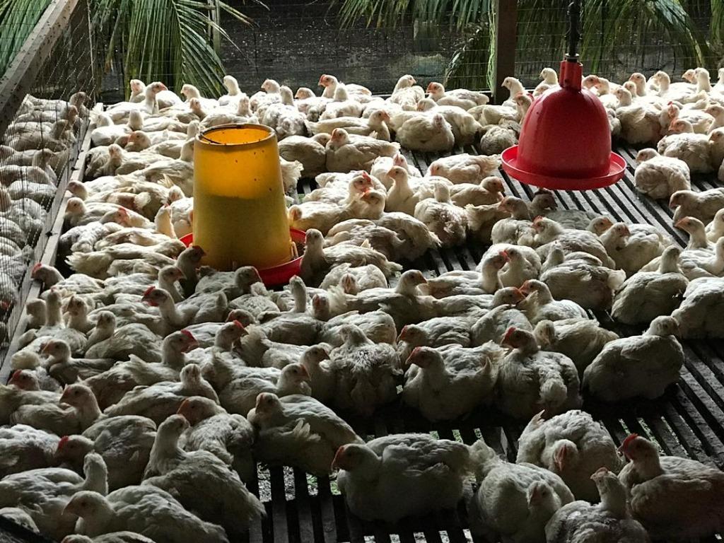 Ladang Ternakan Ayam Daging Yang Hendak Di Jual Property Others On Carousell